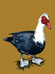 El pato de Moscovia en amarillo dorado, 2020