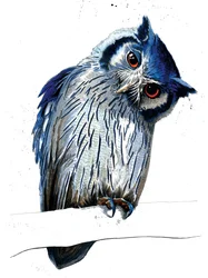 El búho cariblanco del norte en blanco, 2019