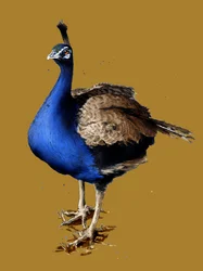 El pavo real sobre amarillo dorado, 2020
