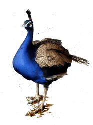 El pavo real sobre blanco, 2019