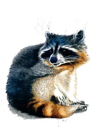 El mapache en blanco, 2020