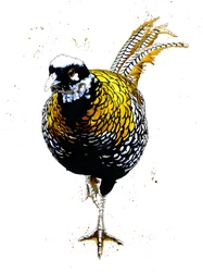 El Faisán de Reeves en Blanco, 2019