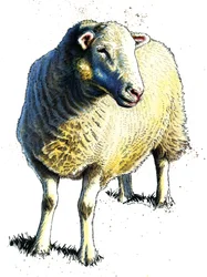 La oveja en blanco, 2020