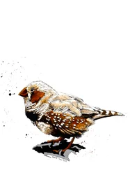 El Cebrador en Blanco, 2019