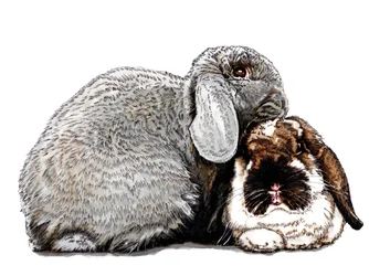 Pensando en conejos en blanco, 2020