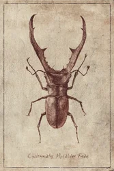 Ilustración antigua de un escarabajo