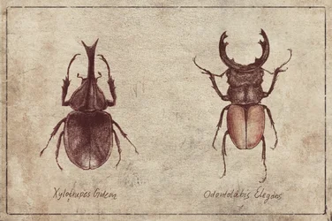 Ilustraciones de escarabajos