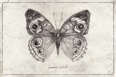 Una mariposa muestra sus alas de intrincada estructura