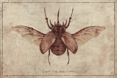 Eupatorus gracilicornis (copia)