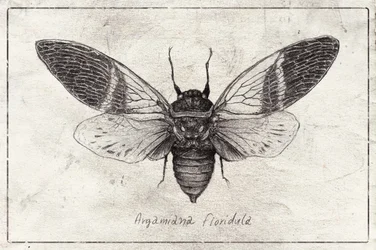 Ilustración de insectos