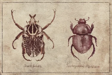 Ejemplares de insectos