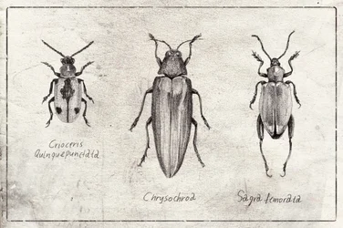 Sinfonía de insectos