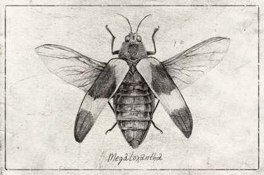 Dibujo detallado de un insecto