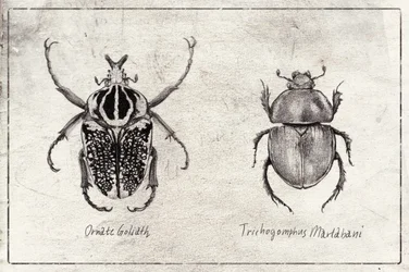 Goliat ornamentado  Trichogomphus martabani
