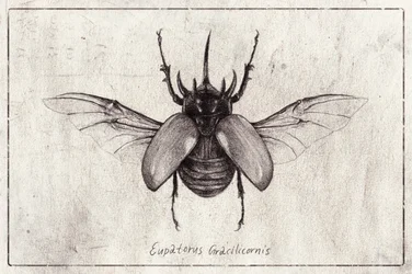 Dibujo a lápiz de un escarabajo Eupatorus gracilicornis