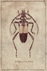 Dibujo vintage de un insecto
