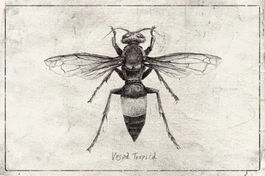 Boceto de una avispa