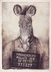 El misterio de la foto policial de la cebra