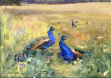 Pavos reales en un campo