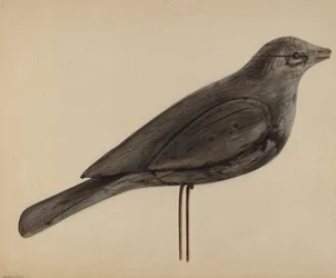 Señuelo (gaviota)