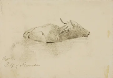 Búfalo, Golfo de Nicomedia