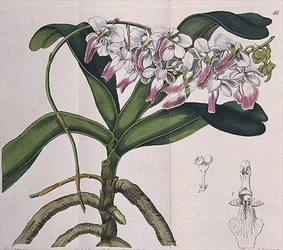 Aerides Crispum (orquídea) publicado por I. Ridgway