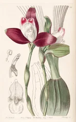 Lycaste macrophylla (como sin. Lycaste plana)