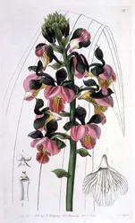 Orchis Lissochilus Roseus, publicado por I. Ridgway