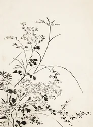 Flores y hierbas otoñales (1762)
