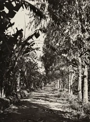 Construyendo un Imperio en la era fascista: un huerto en Cheren, 09/05/1936 (foto en b/n)