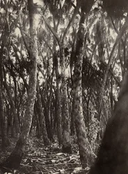 Construyendo un Imperio en la era fascista: un bosque de palmas Dum, 09/05/1936