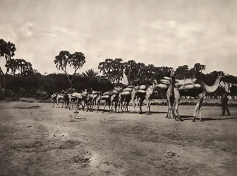 Construyendo un Imperio en la era fascista: caravana de camellos, 09/05/1936
