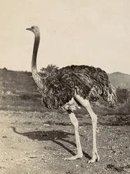 Construyendo un Imperio en la era fascista: ejemplo de un avestruz, 09/05/1936 (foto en b/n)