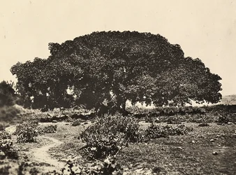 Construyendo un Imperio en la era fascista: el Sicomoro, corte de prisioneros italianos en 1896 en Adua, 09/05/1936