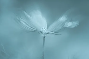 Flor azul de ensueño