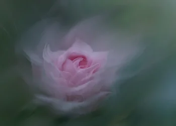 Rosa de ensueño