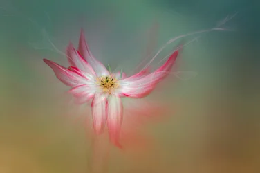 Flor rosa etérea