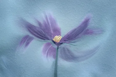 Flor púrpura etérea