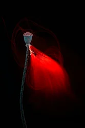 Cápsula de amapola luminosa