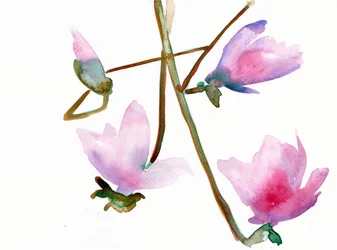 Magnolia 1, 2022 (acuarela sobre papel Langton de 300 g/m² prensado en frío)