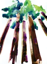 Sequoia, 2021 (acuarela sobre papel Langton de 300 g/m² prensado en frío)