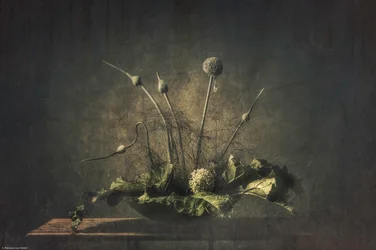 Naturaleza muerta botánica oscura