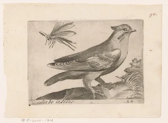 Pestvogel (Bombycilla garrulus) Colonbo indiano (título sobre objeto) Vogels (título de la serie)