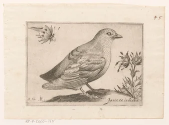 Vogel Passra Indiana (título sobre objeto) Vogels (título de la serie)