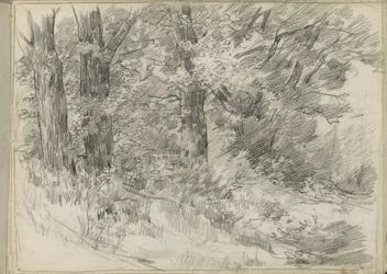 Vista del bosque