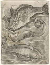 Studieblad conoció a Drie Vissen Iconos vivos de peces (título de la serie)