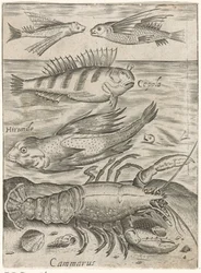 Hoja de estudio con cuatro peces y una langosta
Piscium vivae icones (título de la serie)