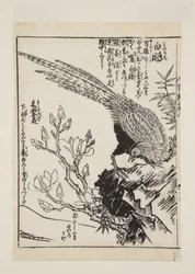 Faisán y magnolia
