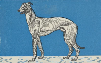 Galgo, 1912