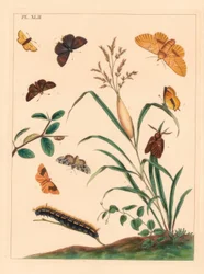 Polilla bebedora, Euthrix potatoria, racha marrón, Thecla betulae, gran saltador, Ochlodes sylvanus, pequeño saltador, Thymelicus sylvestris, maravilla escasa del día, Dipthera runica, y umber barrado, Plagodis pulveraria